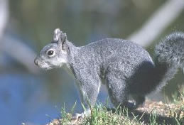 Gray Squirrel