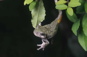 Gray Treefrog