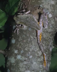 Gray Treefrog