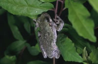 Gray Treefrog