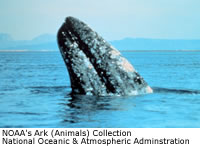 Gray Whale