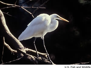 Great Egret