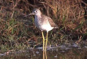 Greater Yellowlegs