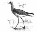 Greater Yellowlegs
