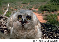 Great Horned Owl Chicks
