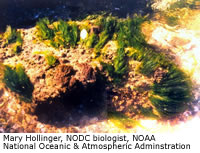 Green Algae Sea Weed
