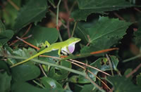 Green Anole