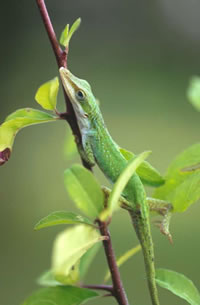 Green Anole