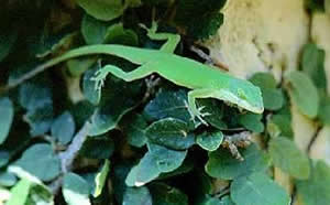 Green Anole