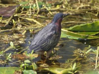Green Heron