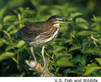 Green Heron