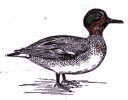 Green-winged Teal