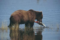 Grizzly Bear