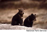 Grizzly Bear