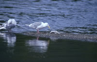 Glaucous Winged Gull