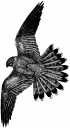 Hawk