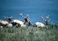 caribou