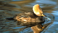 Hooded Merganser