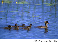 Hooded Merganser