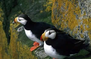 Horned Puffin
