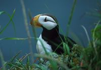 Horned Puffin
