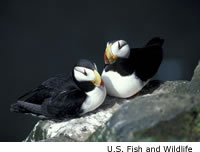 Horned Puffin