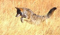 hunting