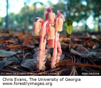 Indian Pipe