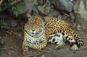 Jaguar