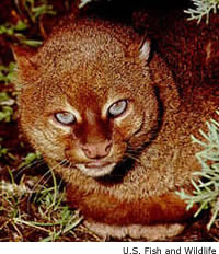 Jaguarundi