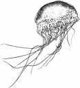 Jelly Fish
