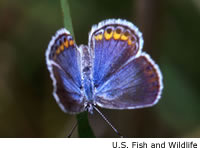 Karner Blue Butterfly