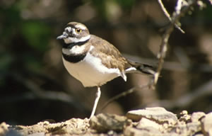 Killdeer
