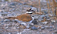 Killdeer