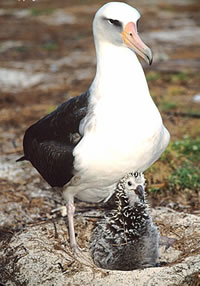 Laysan Albatross