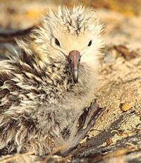 Laysan Albatross