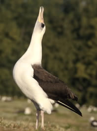 Laysan Albatross