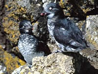Least Auklet