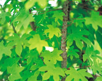 Leaves