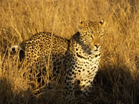 leopard