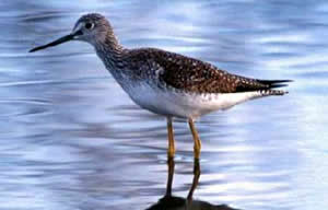 Lesser Yellowlegs