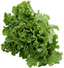 lettuce