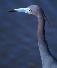 Little Blue Heron