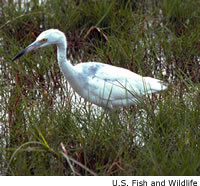 Little Blue Heron