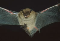 Little Brown Bat