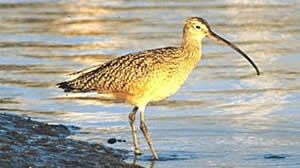 Long-billed Curlew