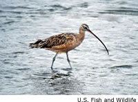 Long-billed Curlew