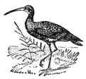 Long-billed curlew