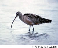 Long-billed Curlew