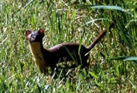 long-tailed weasel